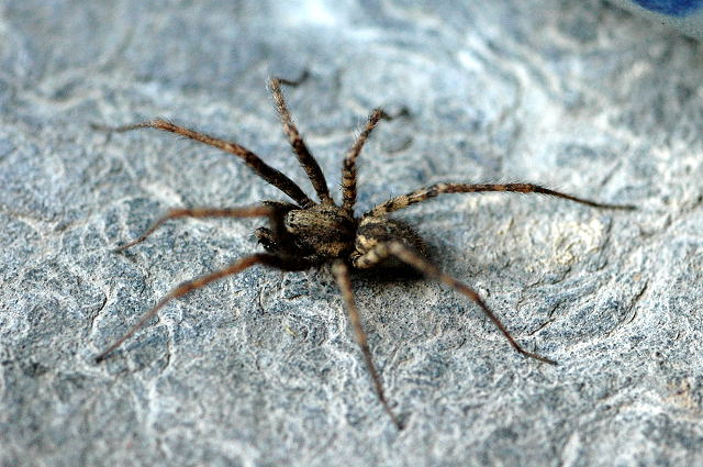 pokoutník stájový (Tegenaria ferruginea)