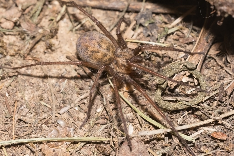 pokoutník stepní (Eratigena agrestis)