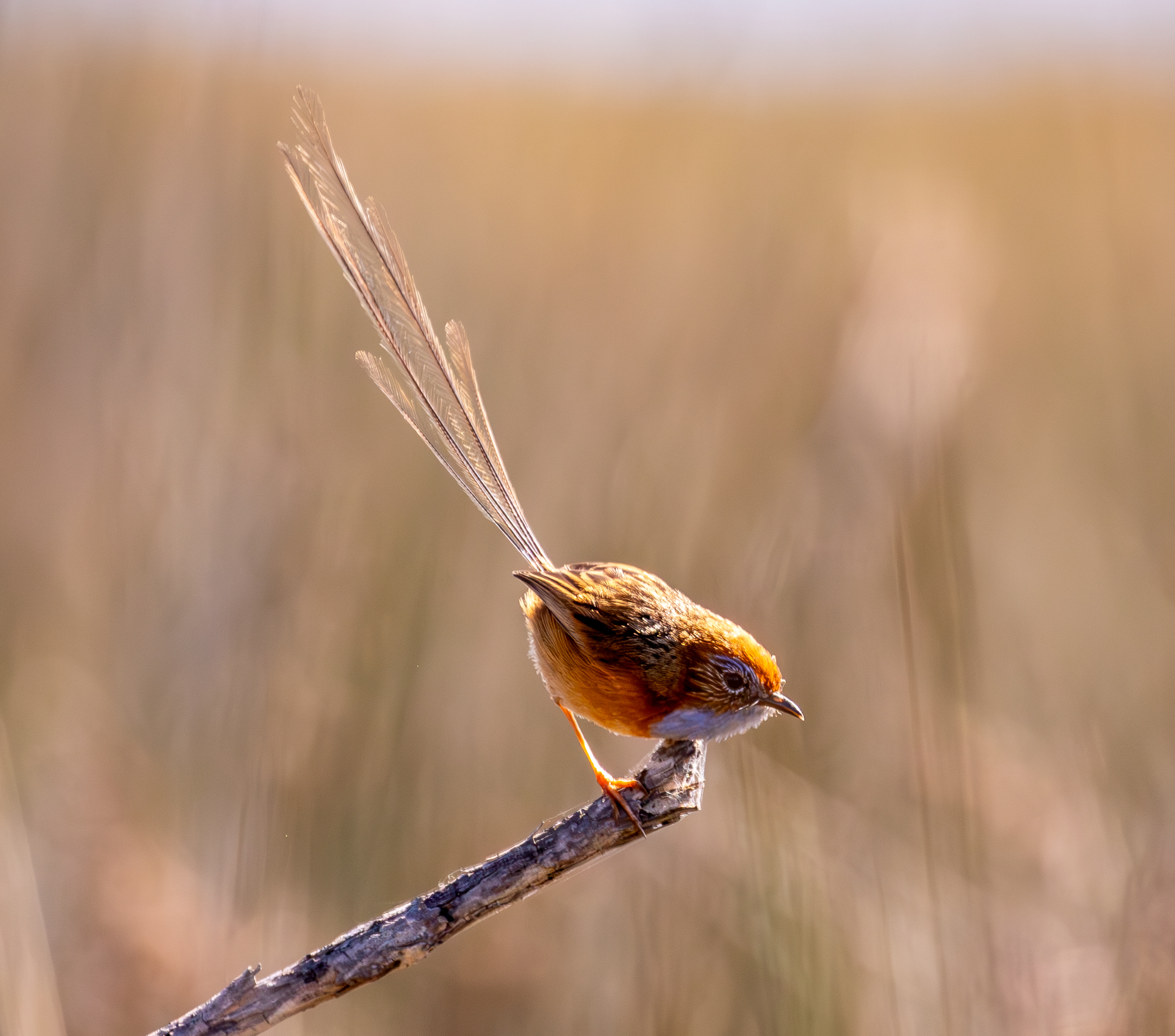 pokřováček vláknoocasý (Stipiturus malachurus)