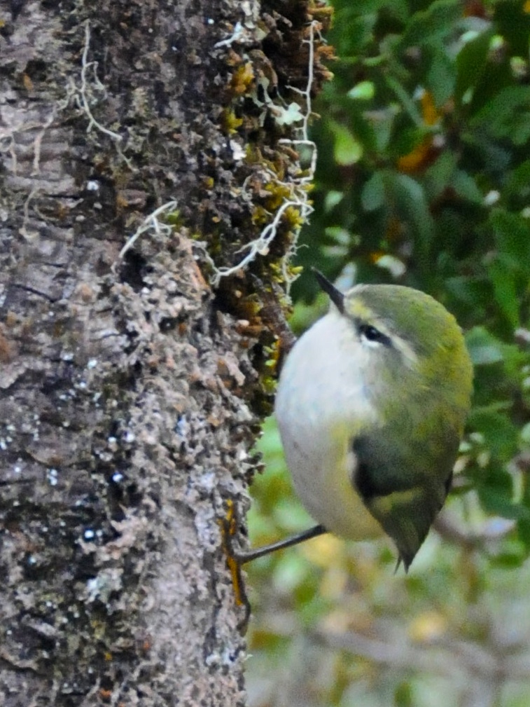 pokřovník zelený (Acanthisitta chloris)