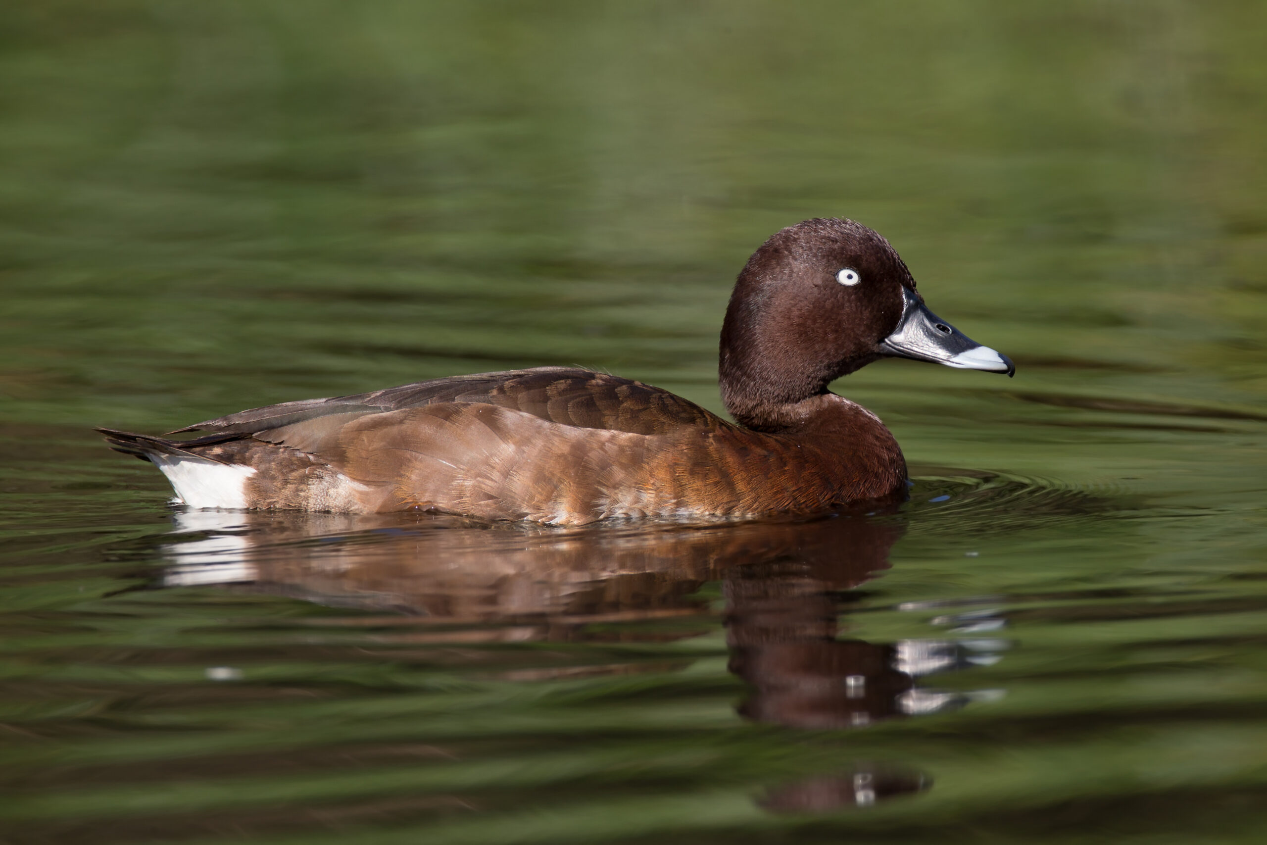 polák hnědavý (Aythya australis)