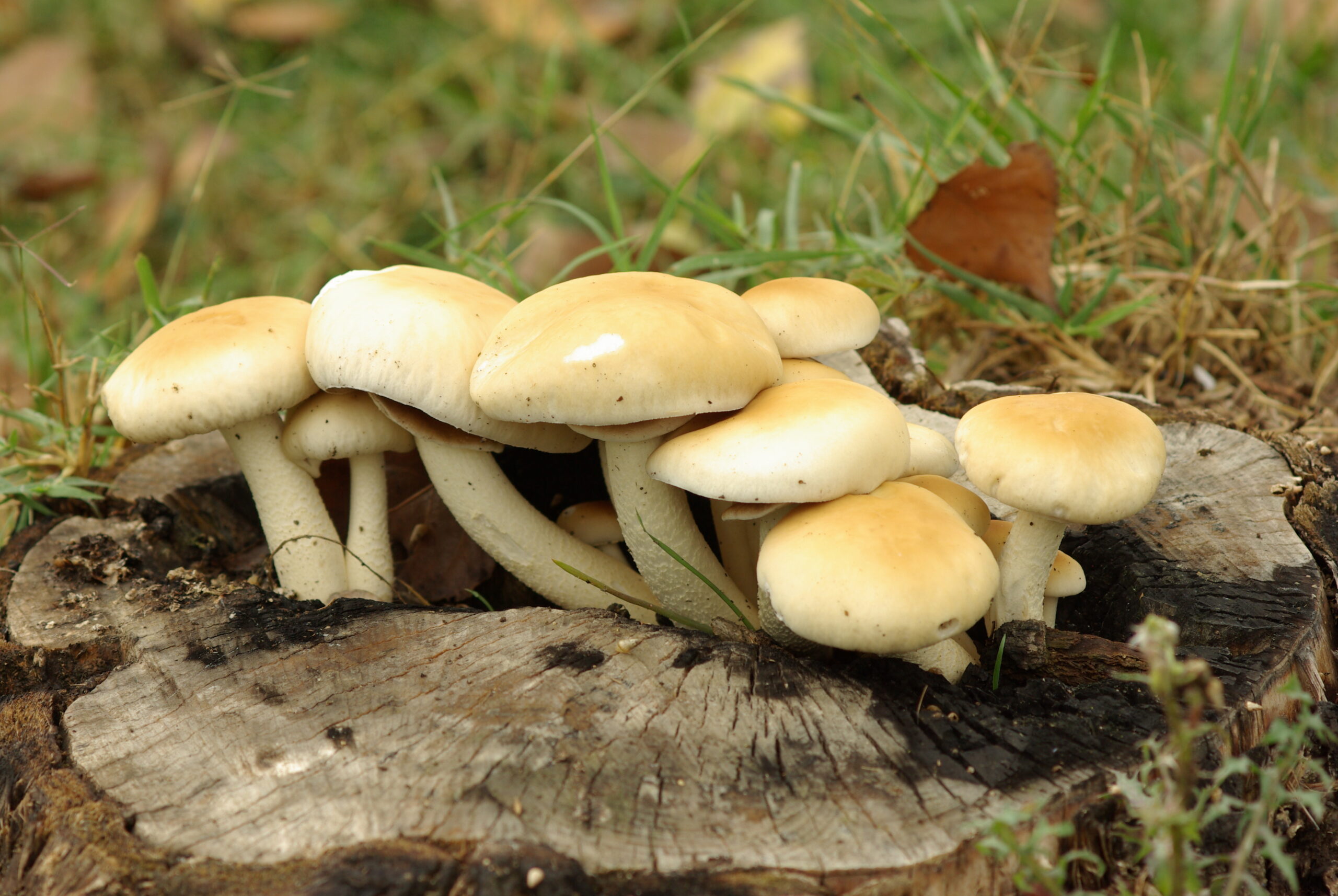 Polnička topolová (Cyclocybe aegerita)