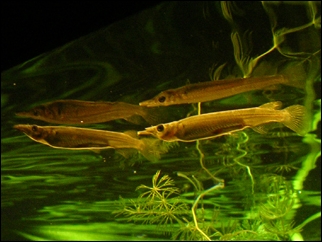 polozobánka malajská (Dermogenys pusilla)
