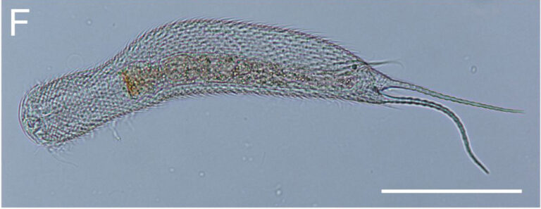 Polymerurus nodicaudus