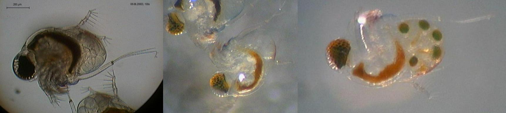 Polyphemus pediculus