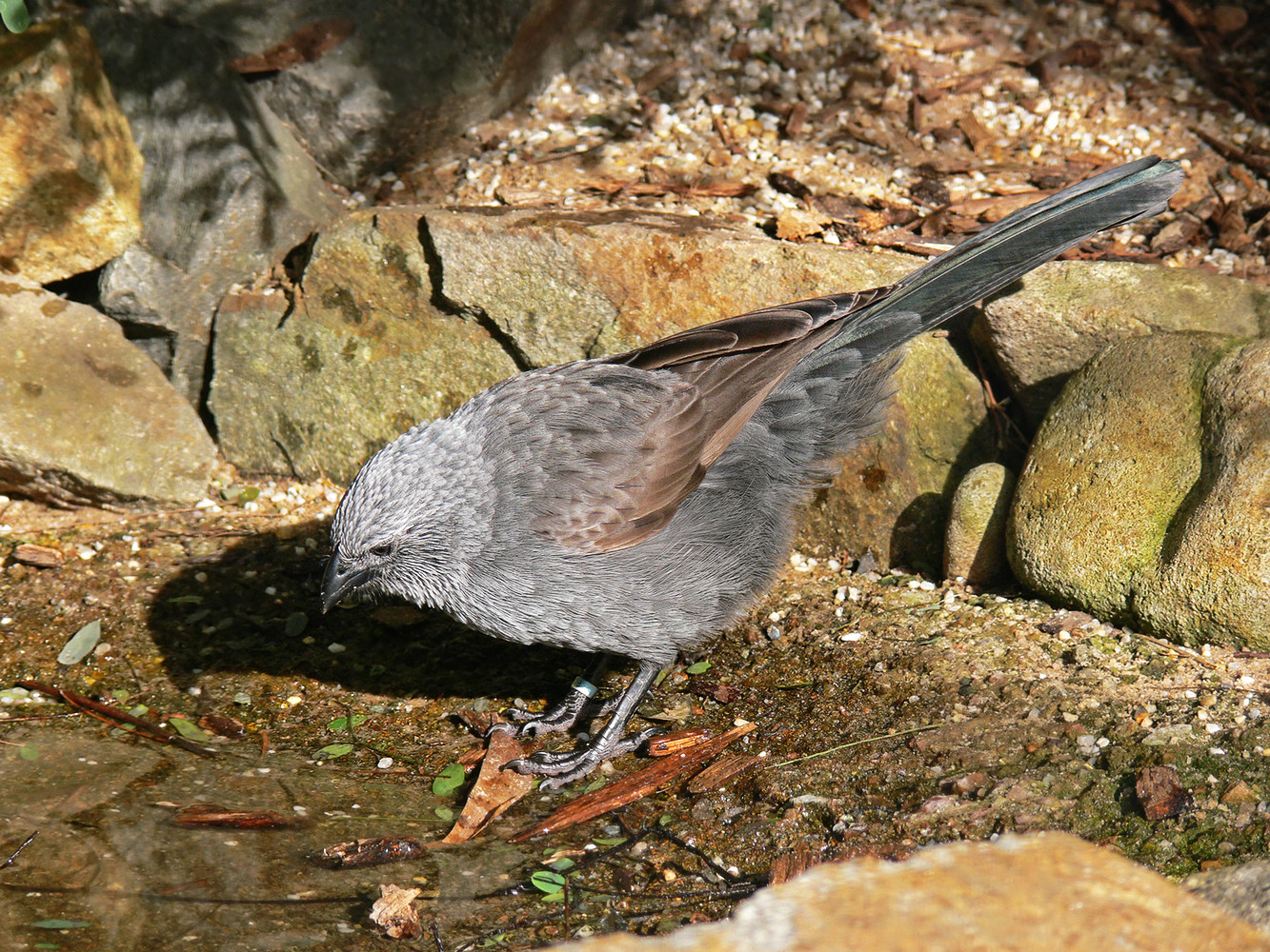 popeláč šedý (Struthidea cinerea)