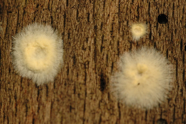 popraška sklepní (Coniophora puteana)