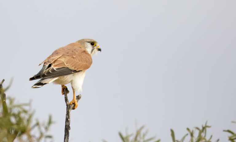 poštolka australská (Falco cenchroides)