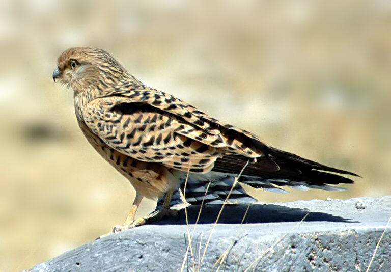 poštolka bělooká (Falco rupicoloides)