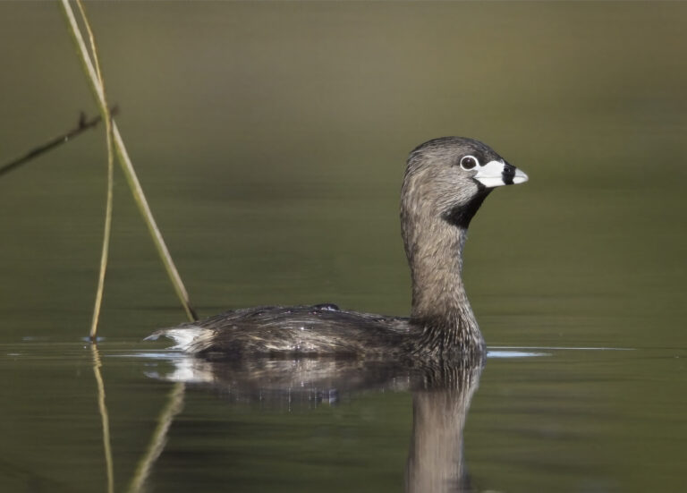 potápka americká (Podilymbus podiceps)