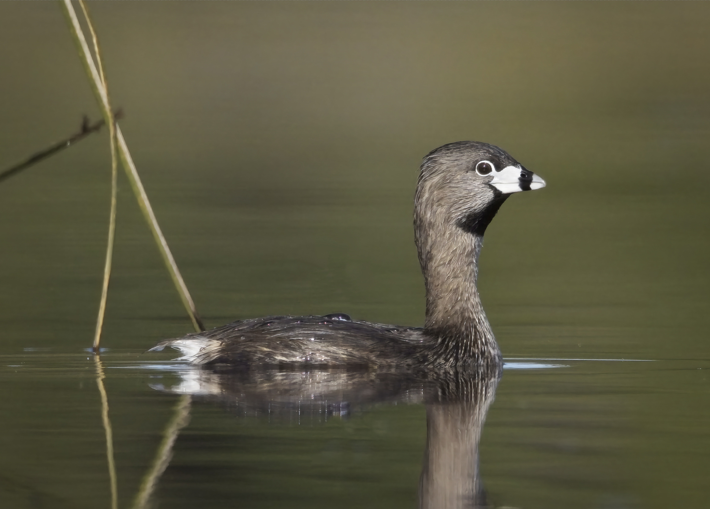 potápka americká (Podilymbus podiceps)