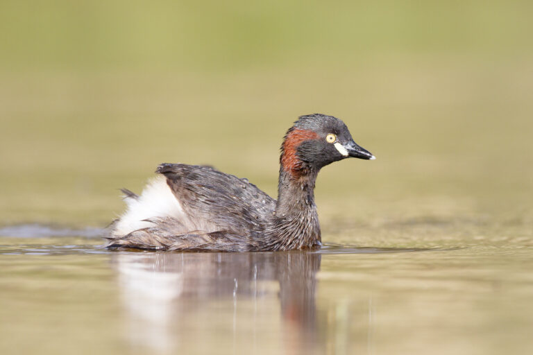 potápka australská (Tachybaptus novaehollandiae)