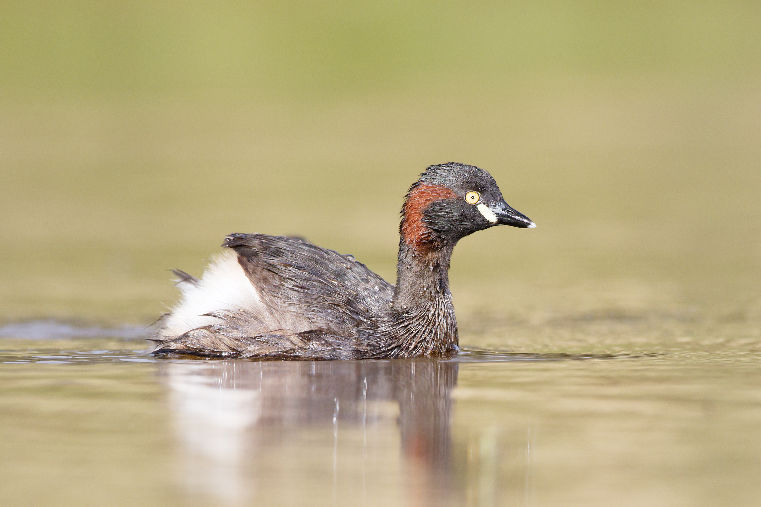 potápka australská (Tachybaptus novaehollandiae)