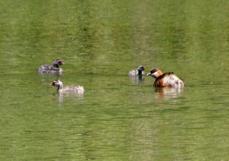 potápka madagaskarská (Tachybaptus pelzelnii)