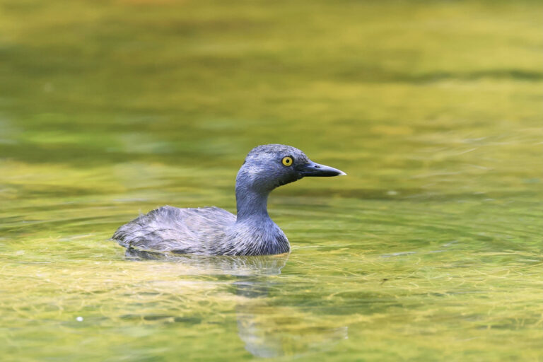 potápka nejmenší (Tachybaptus dominicus)