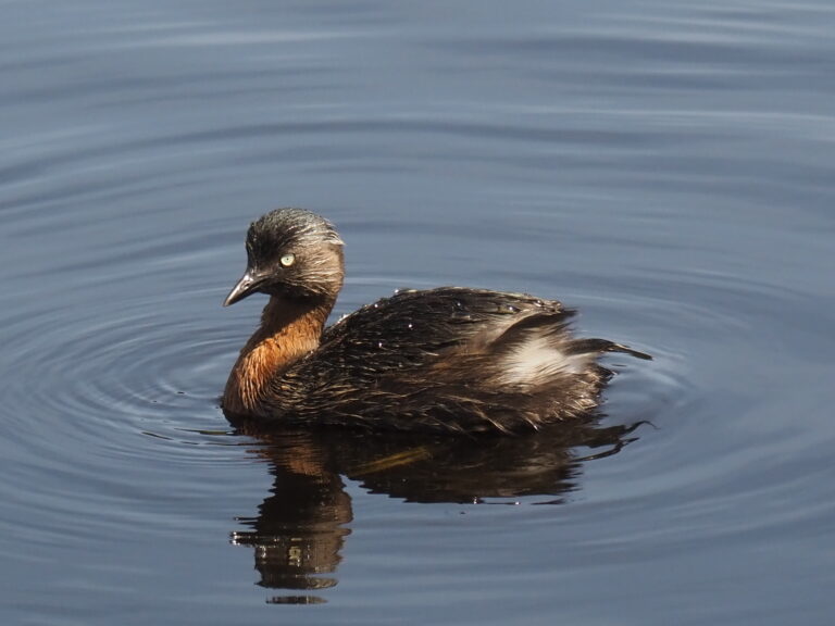 potápka novozélandská (Poliocephalus rufopectus)