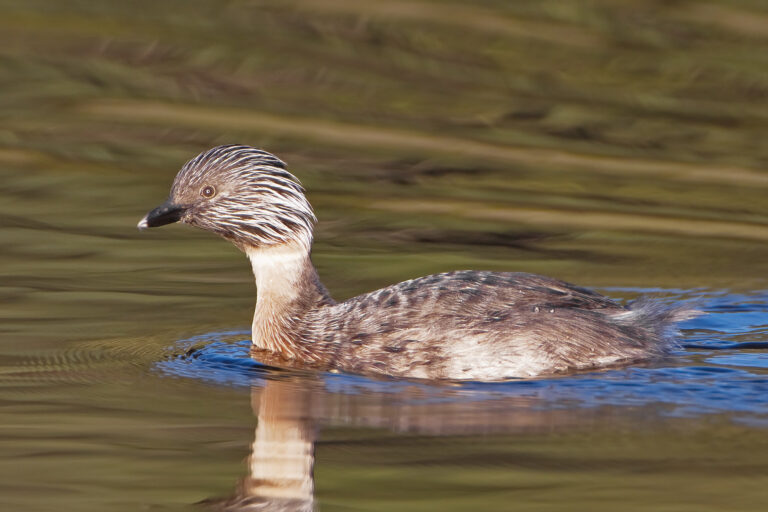 potápka šedohlavá (Poliocephalus poliocephalus)