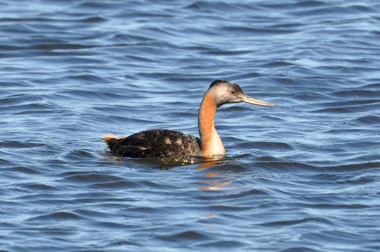 potápka velká (Podiceps major)