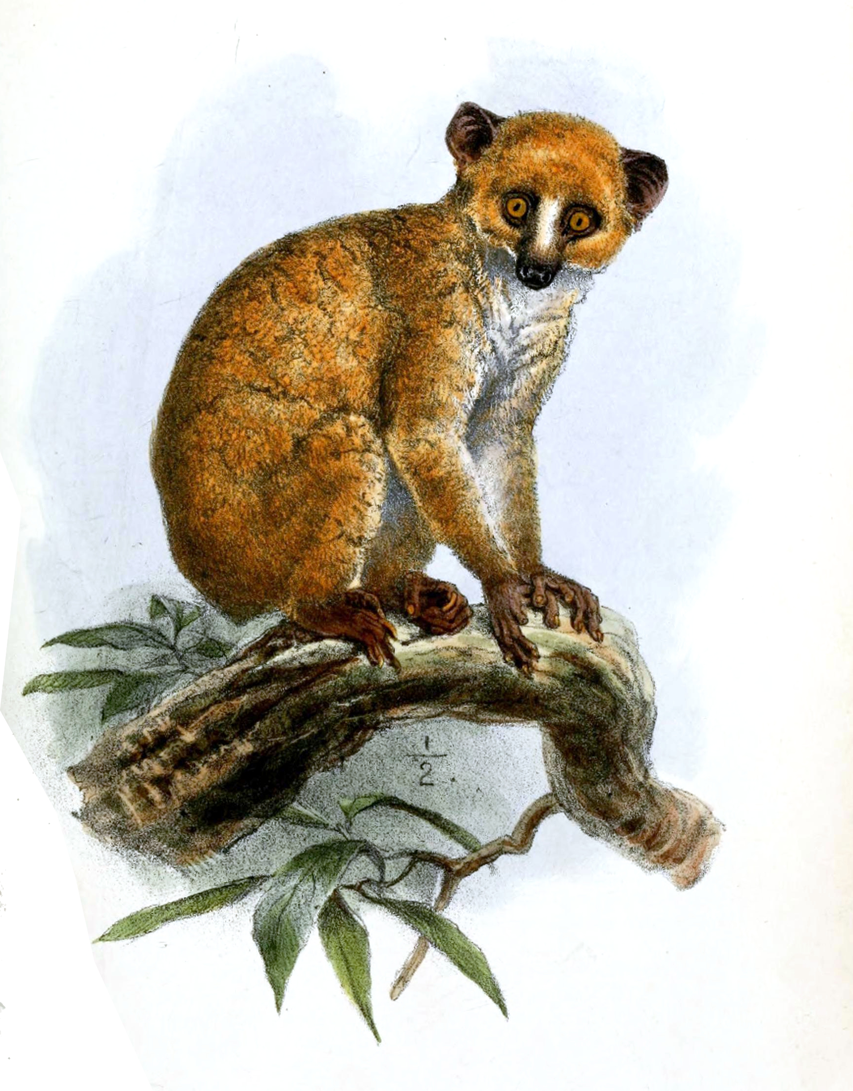 poto bezocasý (Arctocebus calabarensis)