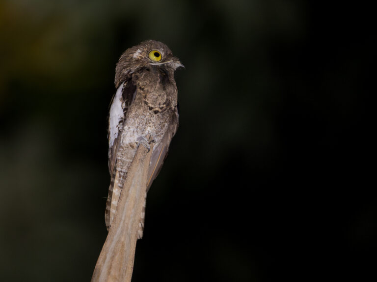 potu bělokřídlý (Nyctibius leucopterus)
