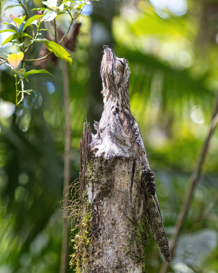 potu obecný (Nyctibius griseus)