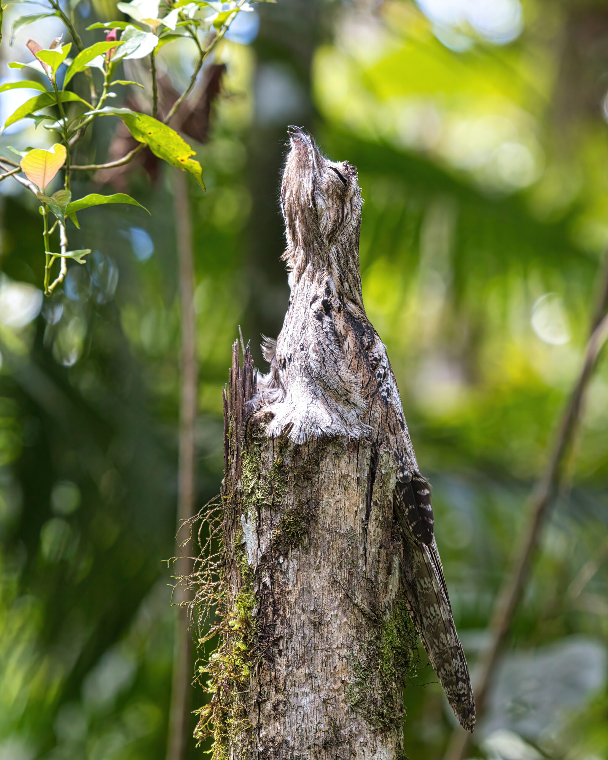 potu obecný (Nyctibius griseus)