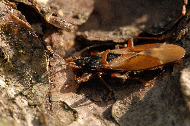 Pozemka šišková Pozemka šišková (Gastrodes abietum)