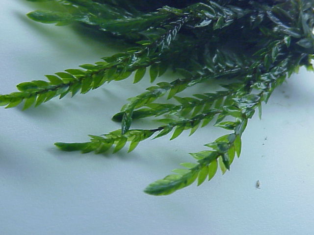 pramenička obecná (Fontinalis antipyretica)