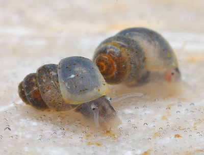 praménka rakouská (Bythinella austriaca)