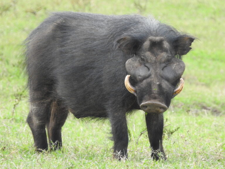 prase pralesní (Hylochoerus meinertzhageni)