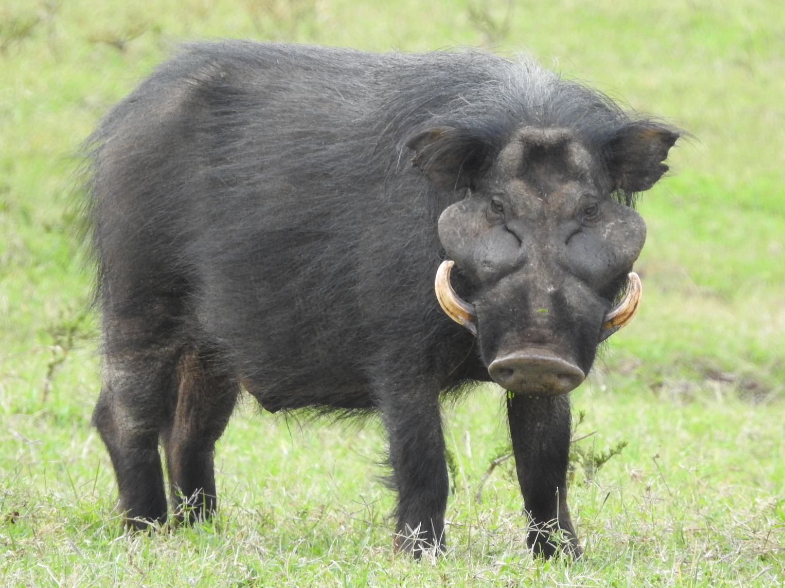 prase pralesní (Hylochoerus meinertzhageni)