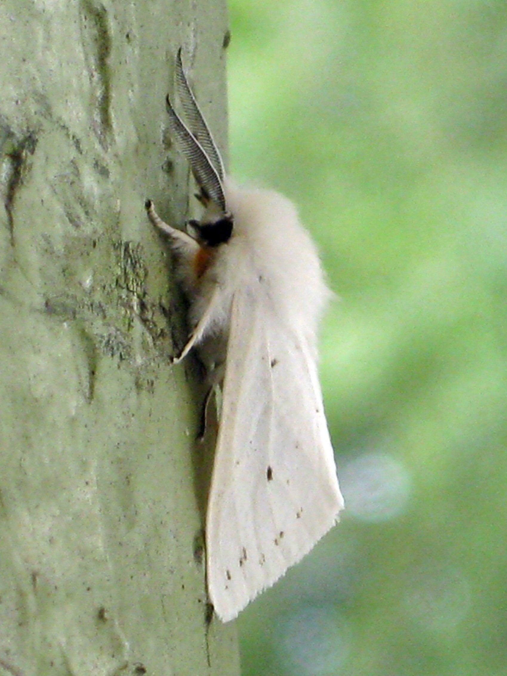 přástevník americký (Hyphantria cunea)