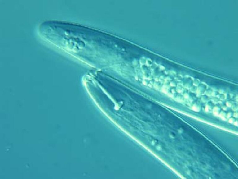 Pratylenchus coffeae Pratylenchus coffeae