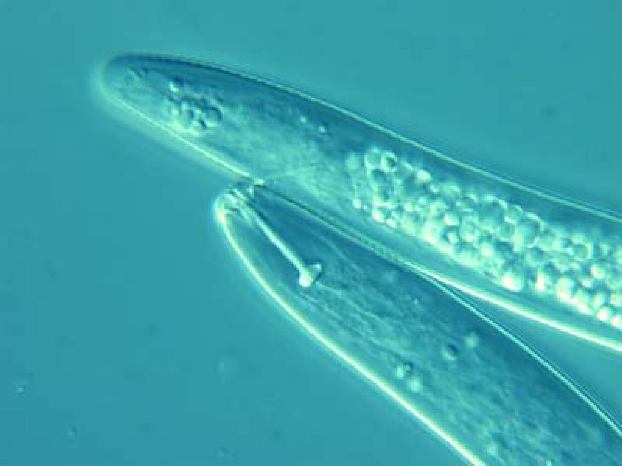 Pratylenchus coffeae