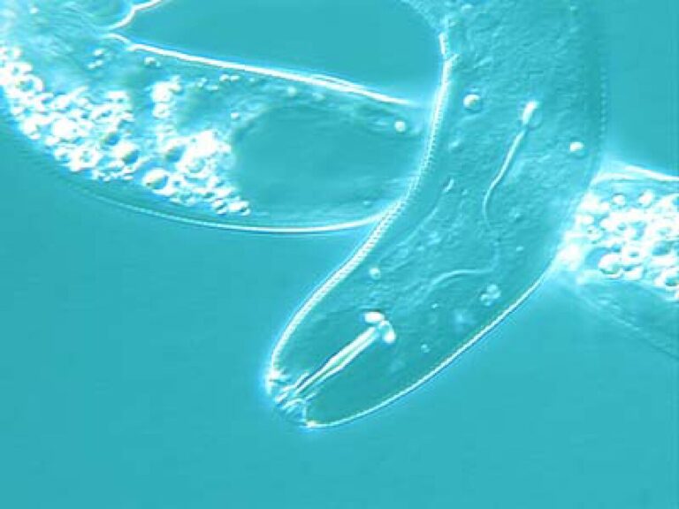 Pratylenchus neglectus Pratylenchus neglectus