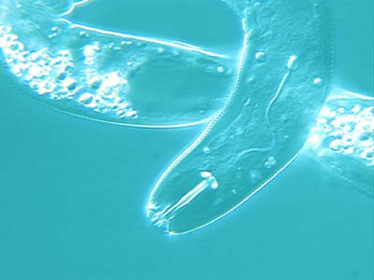 Pratylenchus neglectus