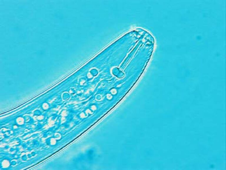 Pratylenchus penetrans