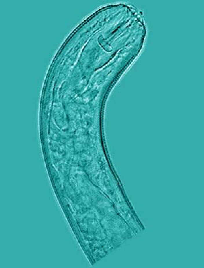 Pratylenchus zeae
