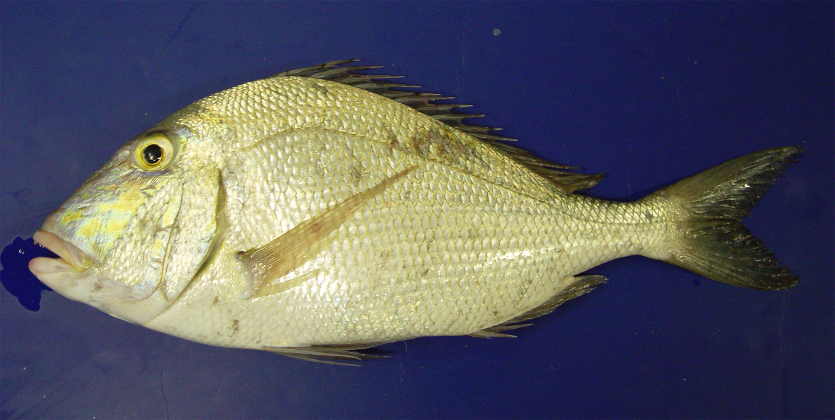 Pražman velkooký (Calamus calamus)