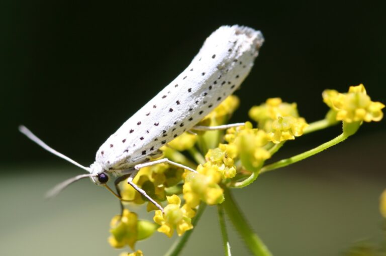 předivka zhoubná (Yponomeuta evonymella)