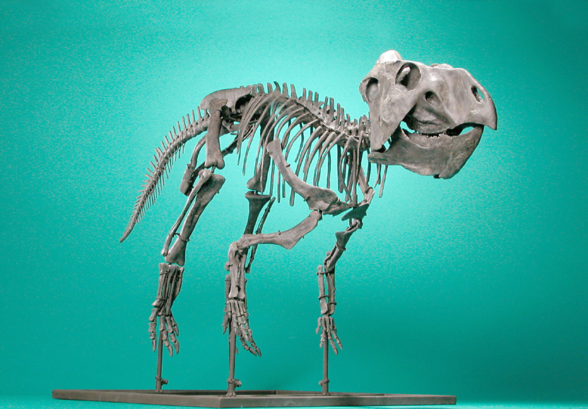 Prenoceratops