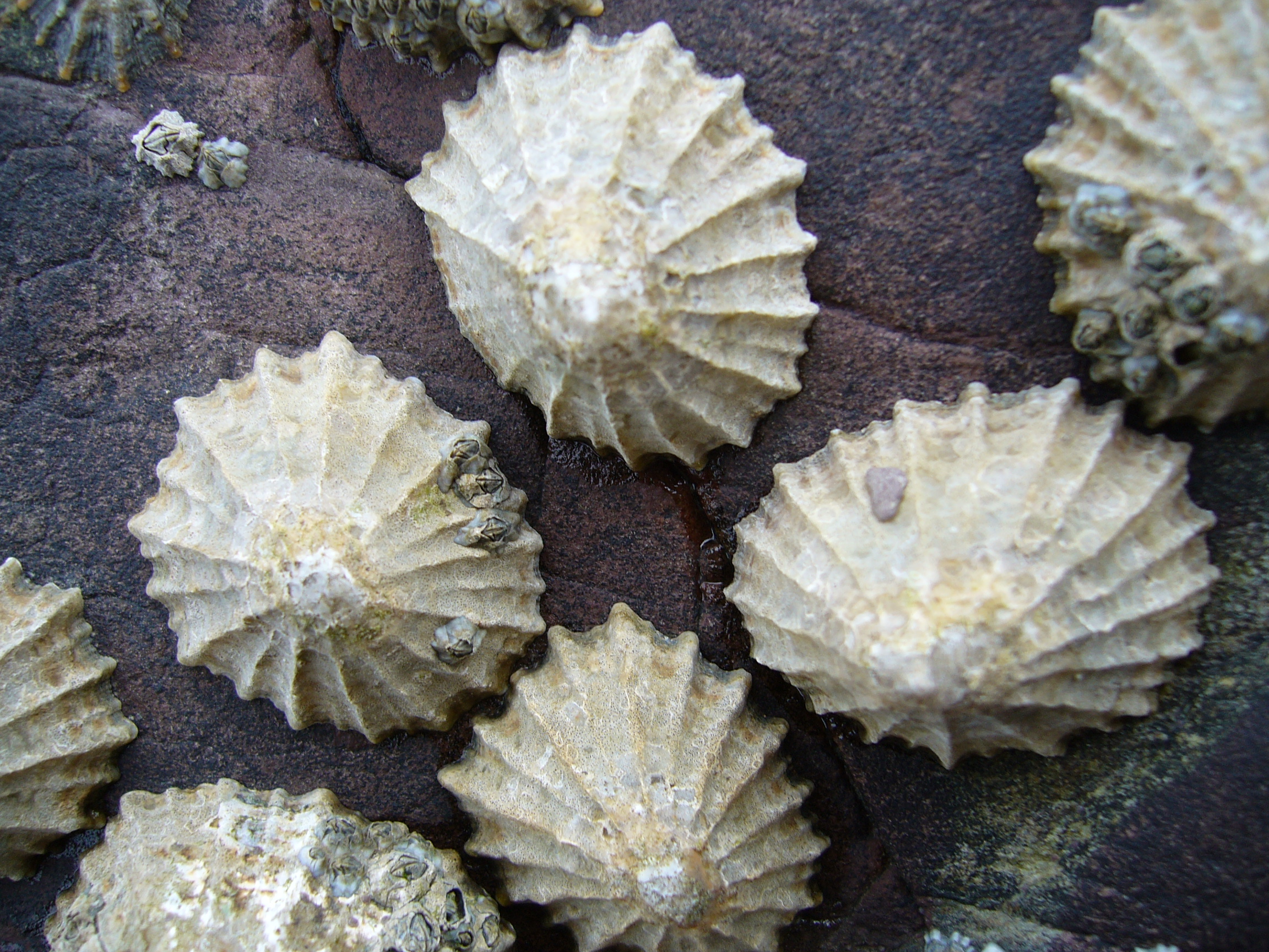 přílipka misková (Patella vulgata)