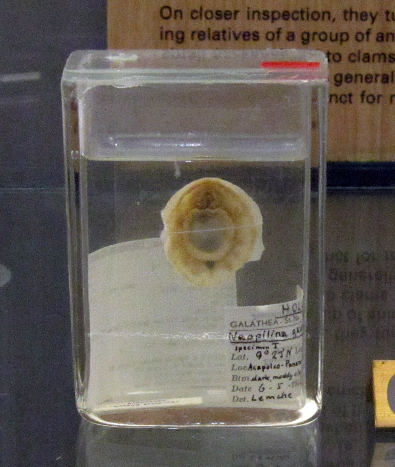přílipkovec čapkový (Neopilina galatheae)