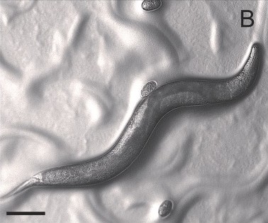 Pristionchus pacificus