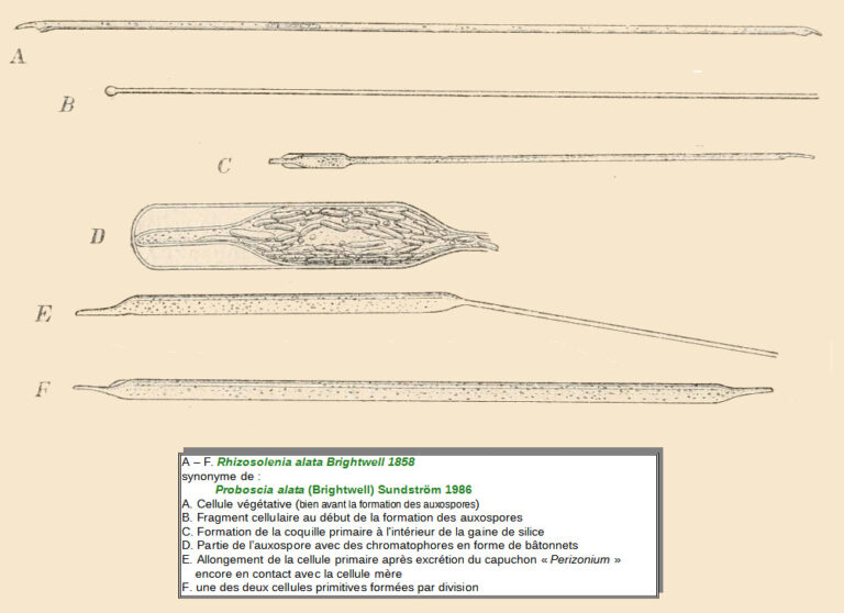 Proboscia alata