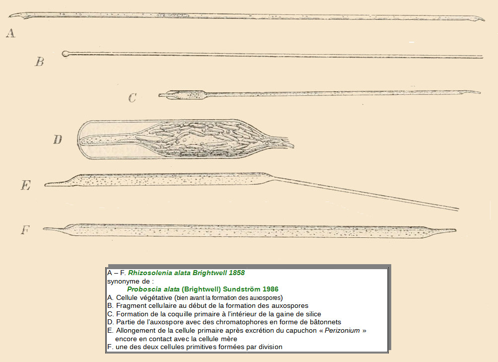 Proboscia alata