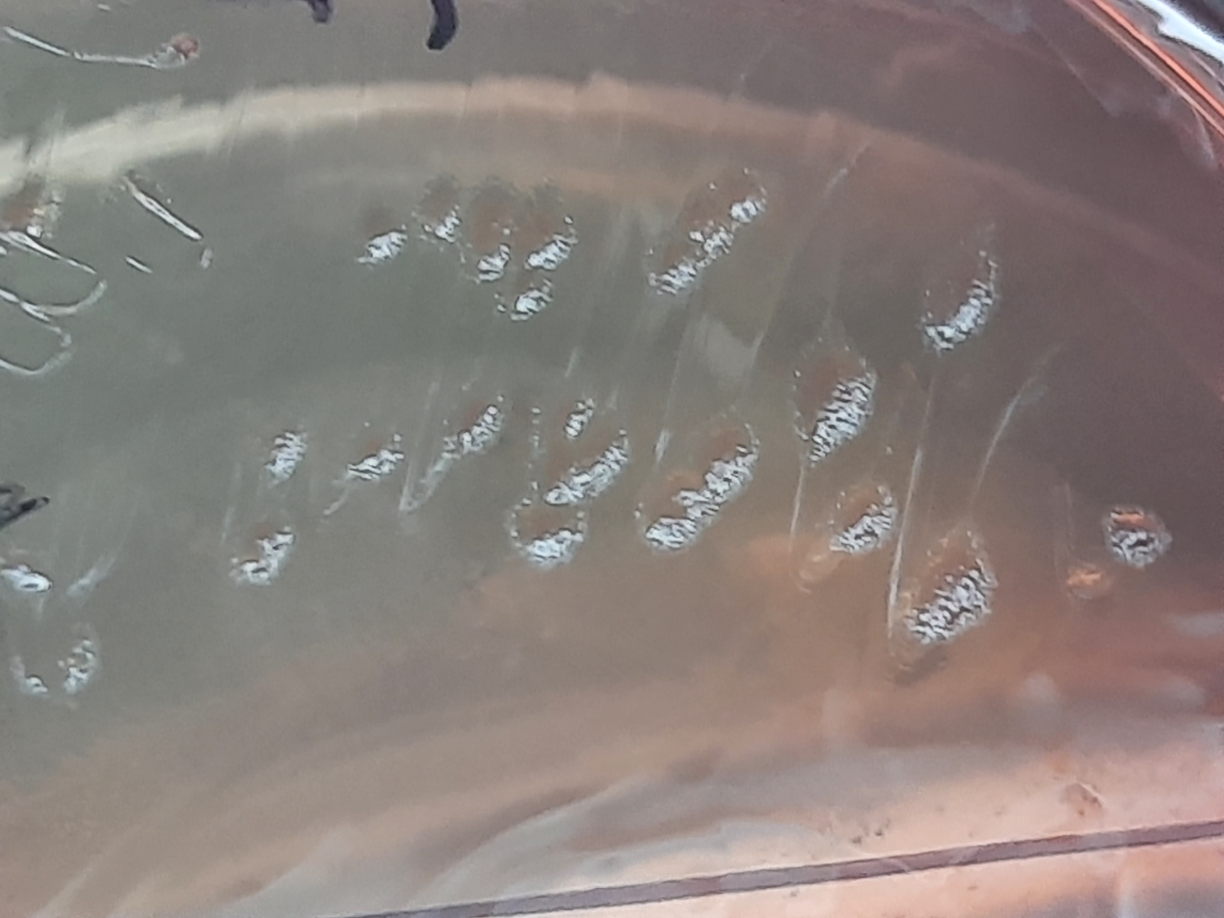 Pseudomonas aeruginosa