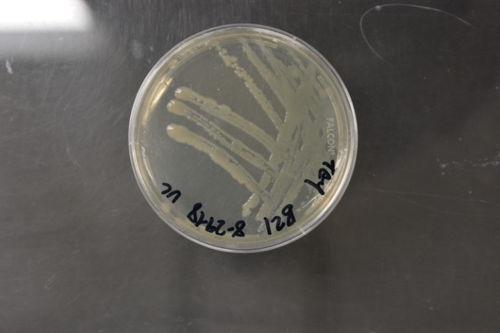 Pseudomonas putida