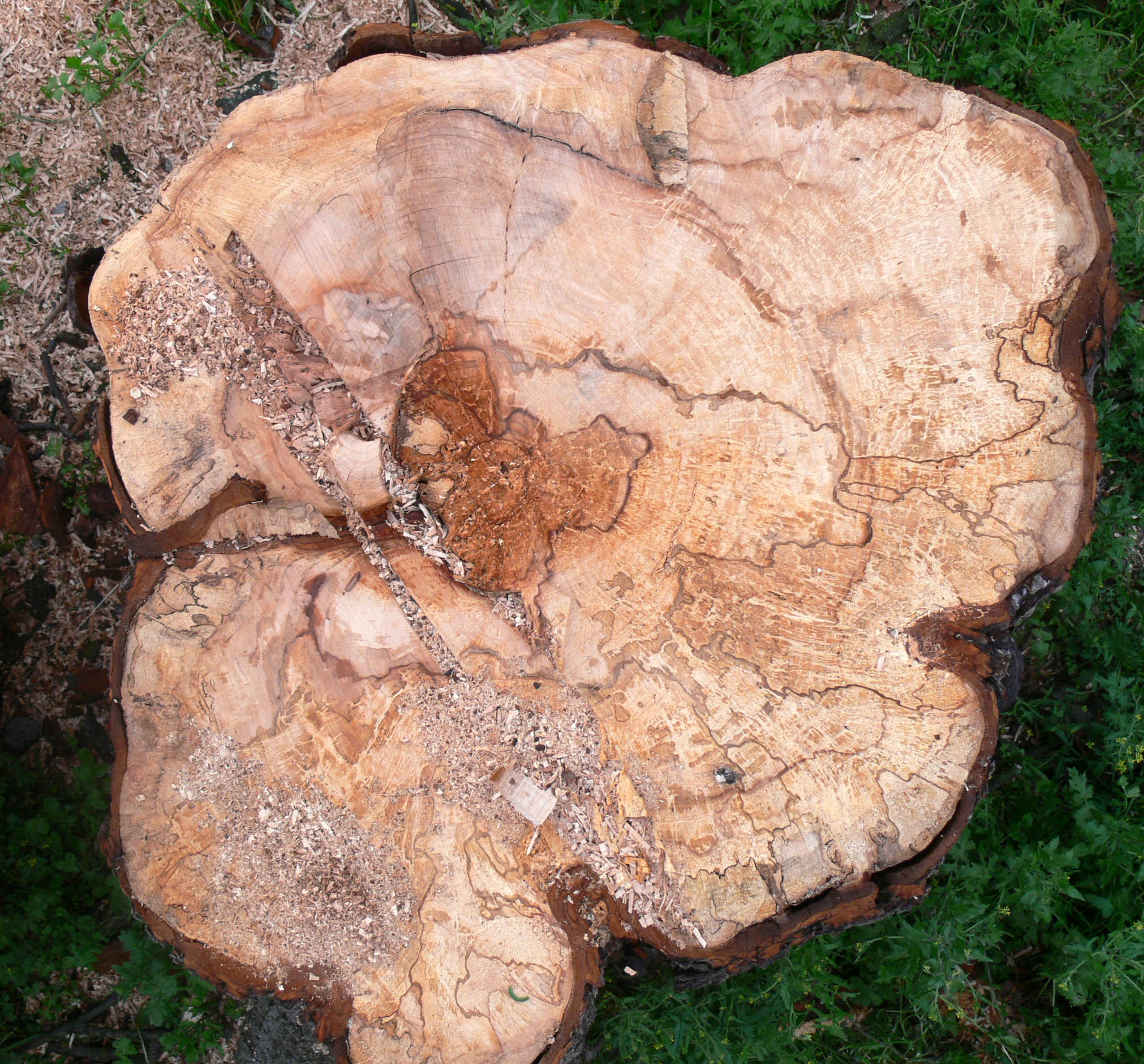 Pseudomonas syringae