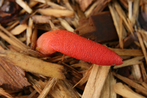 psivka Ravenelova (Mutinus ravenelii)